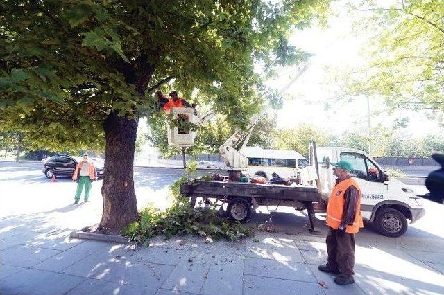 Ankara Büyükşehir’den Ağaçlara Bakım Ve Budama