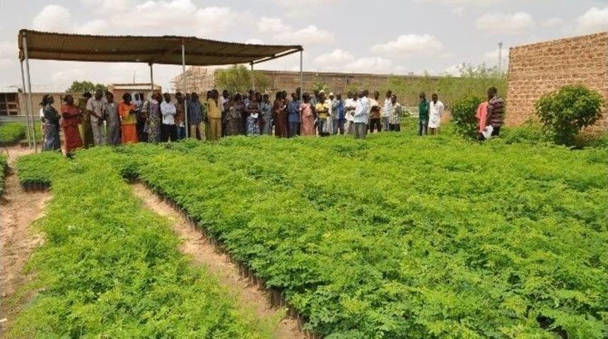 Burkina Faso&rsquo;da 100 Bin Moringa Oleifera Ağacı Yetiştirilmesi Projesi&rsquo;nin&uuml;&ccedil;&uuml;nc&uuml; Aşamasına Ge&ccedil;ildi