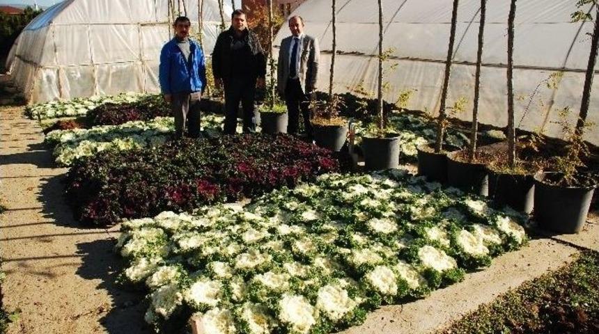 Tosya&rsquo;da 15 Bin K&ouml;k S&uuml;s Bitkisi Dikildi