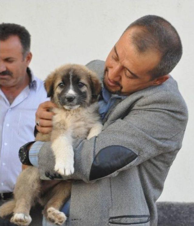 (özel Haber) Aksaray’da Hayvanlara Kulübe Kampanyası