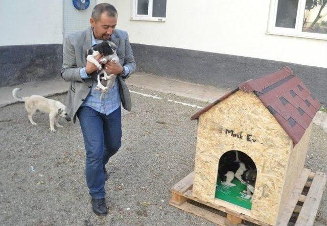 (özel Haber) Aksaray’da Hayvanlara Kulübe Kampanyası