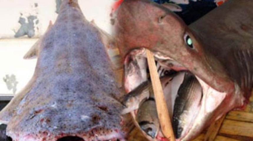 Bu canavarlar Ege'den &ccedil;ıktı!