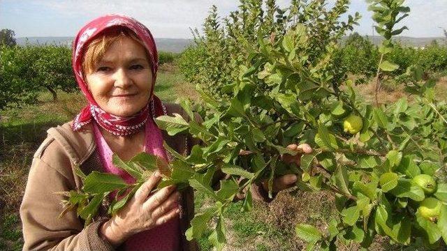 (özel Haber) Atatürk Hayranı Çek Gelin Türk Vatandaşı Oldu