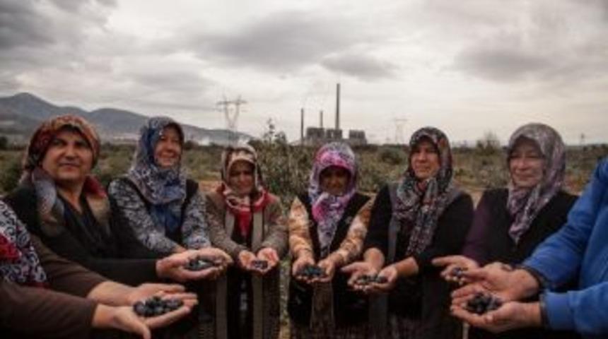 Danıştay&rsquo;ın Yırca&rsquo;daki Zeytinlik Alanla İlgili Gerek&ccedil;eli Kararı A&ccedil;ıklandı