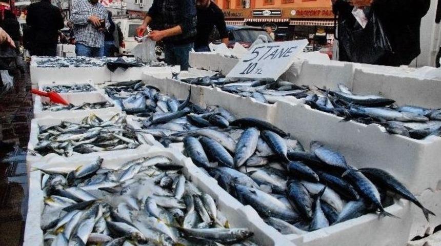 Zonguldak&rsquo;ta Palamutun Tanesi 2 Tl&rsquo;ye Kadar D&uuml;şt&uuml;