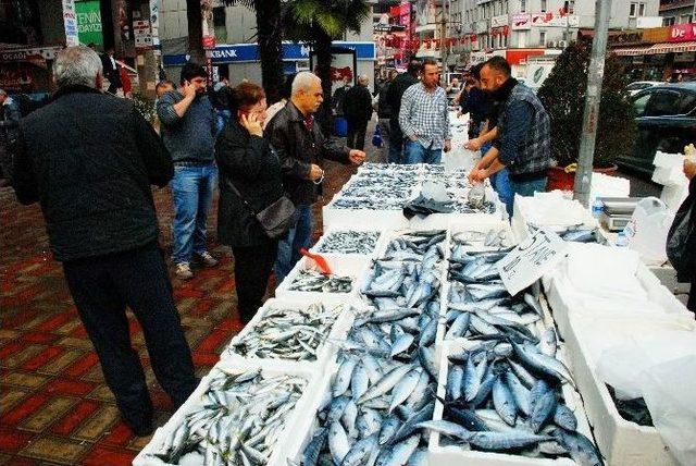 Zonguldak’ta Palamutun Tanesi 2 Tl’ye Kadar Düştü