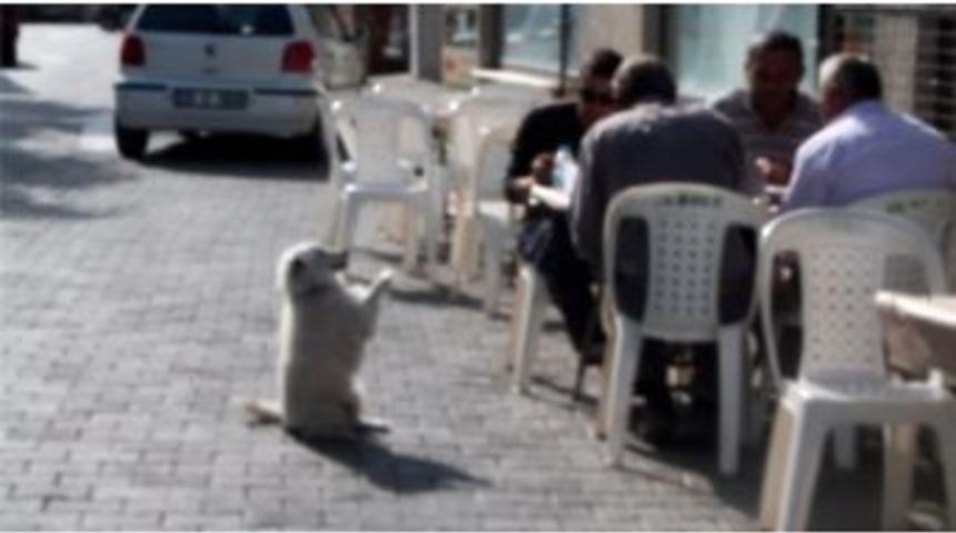 Bu K&ouml;pek G&ouml;renleri Hayrete D&uuml;ş&uuml;rd&uuml;