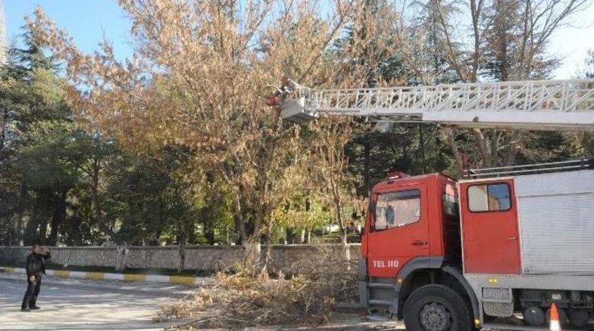 Saraycık Caddesi&rsquo;nde Ağa&ccedil; Budama