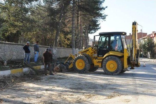 Saraycık Caddesi’nde Ağaç Budama 1