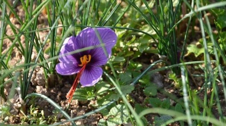 Safran Hasadı Başladı