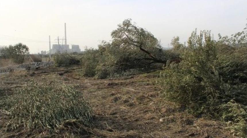 (&ouml;zel Haber) Kesilen Zeytin Ağa&ccedil;larına Bakamıyor