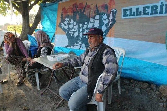 (özel Haber) Kesilen Zeytin Ağaçlarına Bakamıyor 1