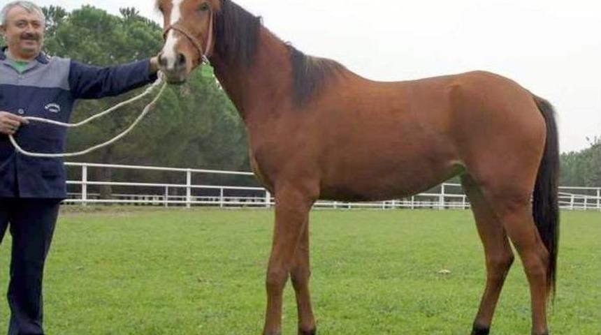 Villa Fiyatına Taylar Kapışıldı