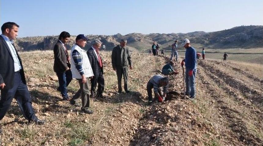 Batman &Uuml;niversitesi Bin Adet Fıstık Ağacı Dikti