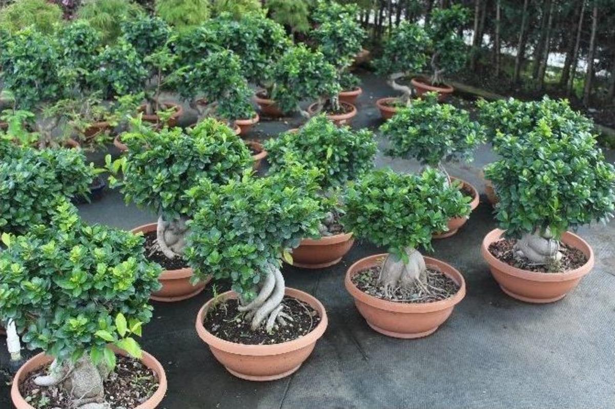 İstanbul &lsquo;un &Ccedil;i&ccedil;ekleri Karadenizin Yeşili İle Yarışacak