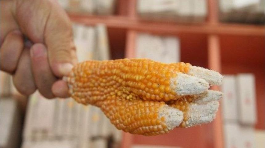 El Şeklinde Mısır Şaşırtıyor