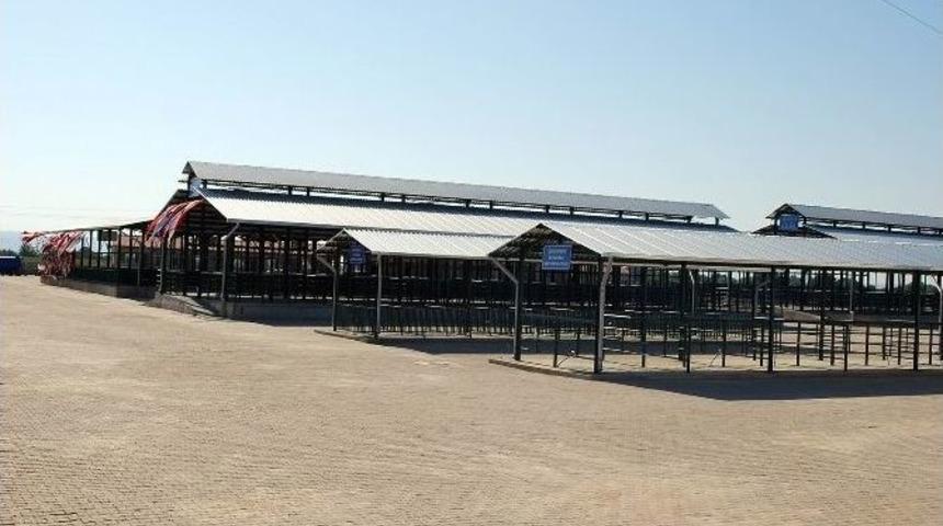 Salihli&rsquo;de Mavi Dil Hastalığı Tespit Edildi