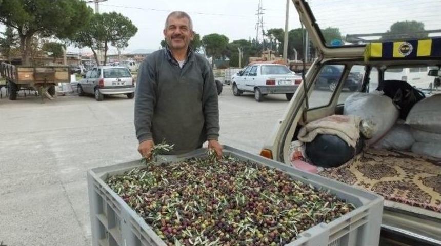 Zeytinde İla&ccedil;lama Yağda Kaliteyi Arttırdı