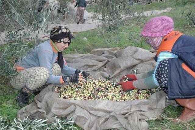 Zeytinde İlaçlama Yağda Kaliteyi Arttırdı