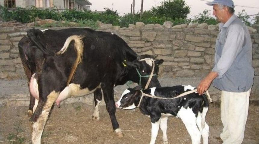 Manavgat S&uuml;t Birliği&rsquo;nden Ana&ccedil; Sığır Destekleme Uyarısı