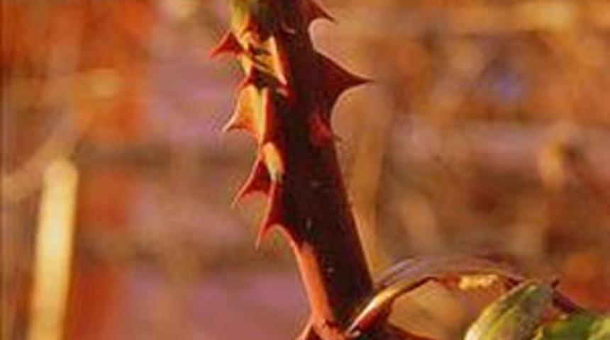 Ferhat ile Şirin'in mezarındaki b&uuml;y&uuml;k sır