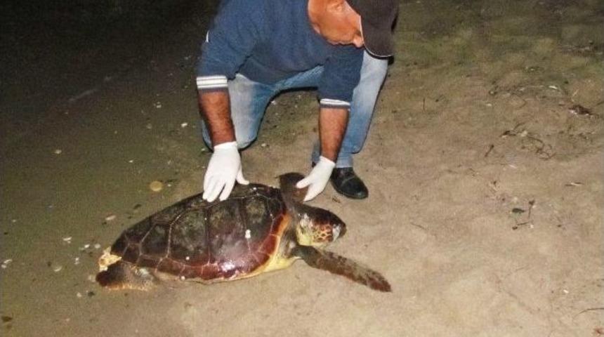 Kuşadası&rsquo;nda Bir Caretta Caretta &Ouml;l&uuml;s&uuml; Daha Bulundu
