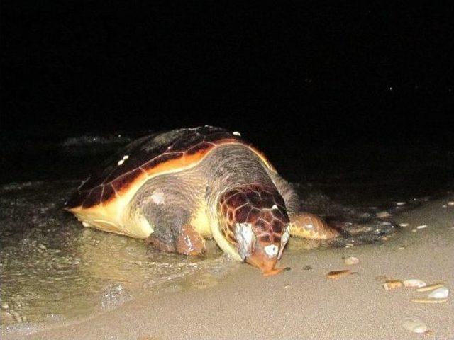 Kuşadası’nda Bir Caretta Caretta Ölüsü Daha Bulundu