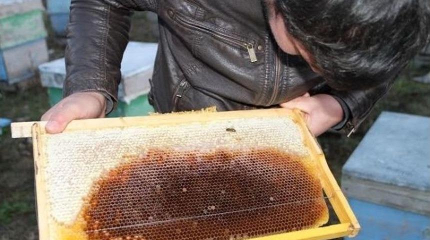 Ardahan&rsquo;da Arı &Ouml;l&uuml;mleri