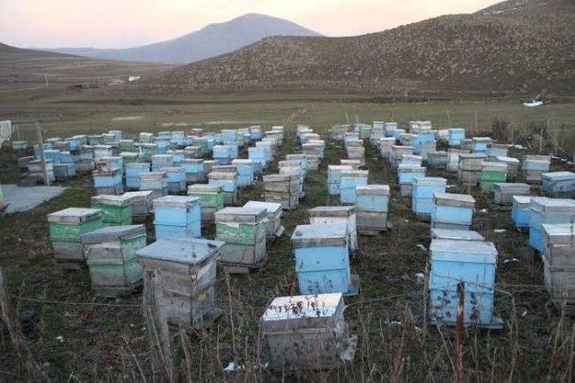 Ardahan’da Arı Ölümleri