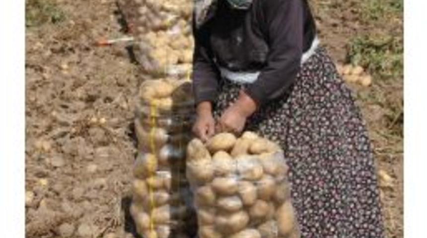 Nevşehir&rsquo;de Kışlık Patates Hasadı Tamamlandı