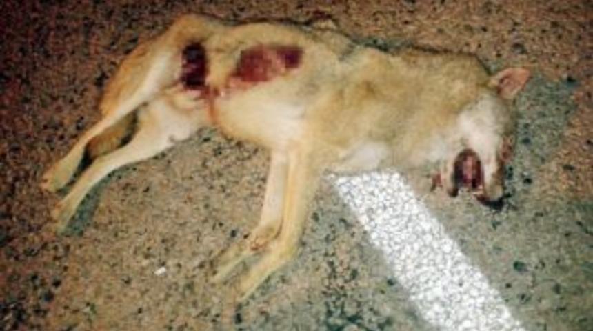 A&ccedil; Kurtlar İl&ccedil;e Merkezine İndi