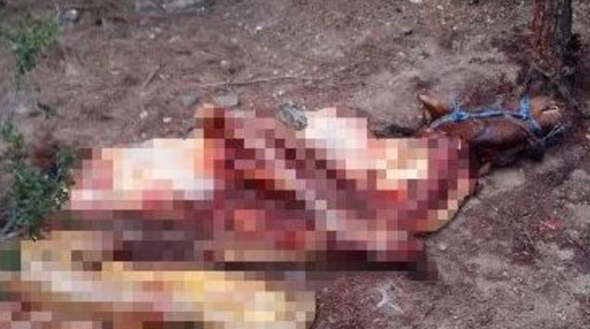 Burdur&rsquo;da Kestiği Atı Denizli&rsquo;de Satacaktı