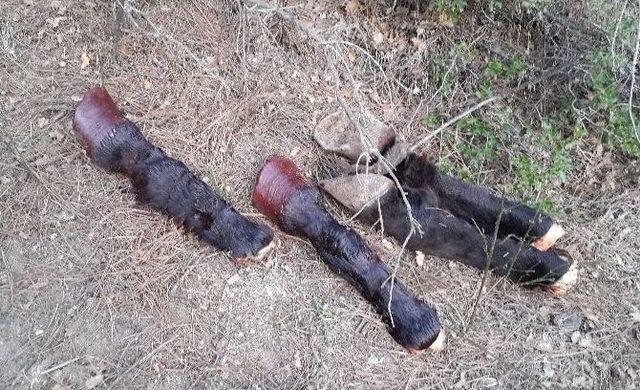 Burdur&rsquo;da Kestiği Atı Denizli&rsquo;de Satacaktı 1