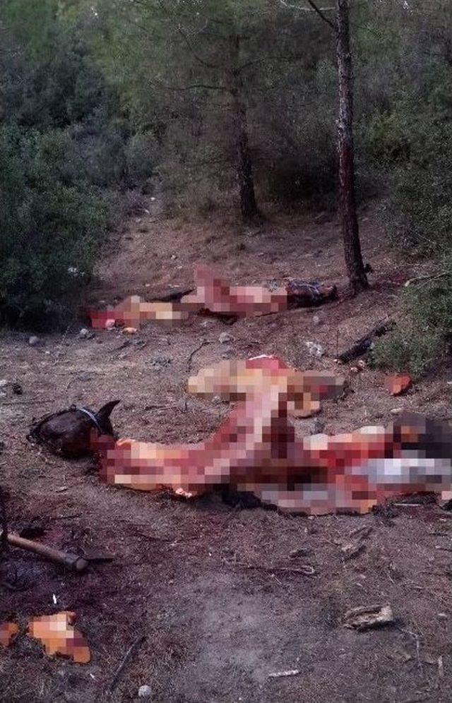 Burdur&rsquo;da Kestiği Atı Denizli&rsquo;de Satacaktı 3