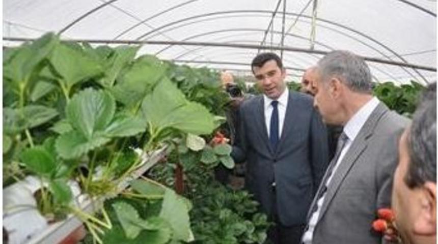 Topraksız Tarımla &Ccedil;ilek &Uuml;retimi Ger&ccedil;ekleştirildi