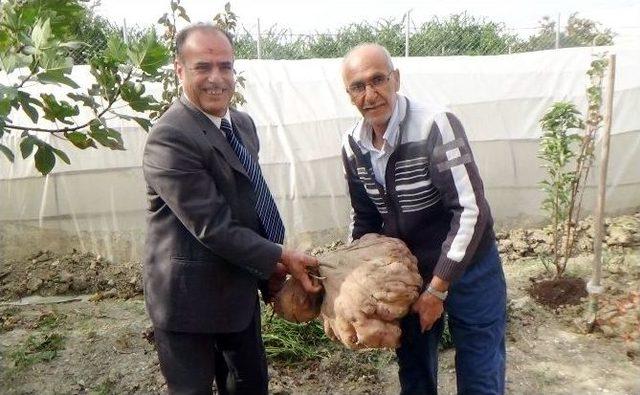 22 Kilogramlık Patates Guinness’e Aday