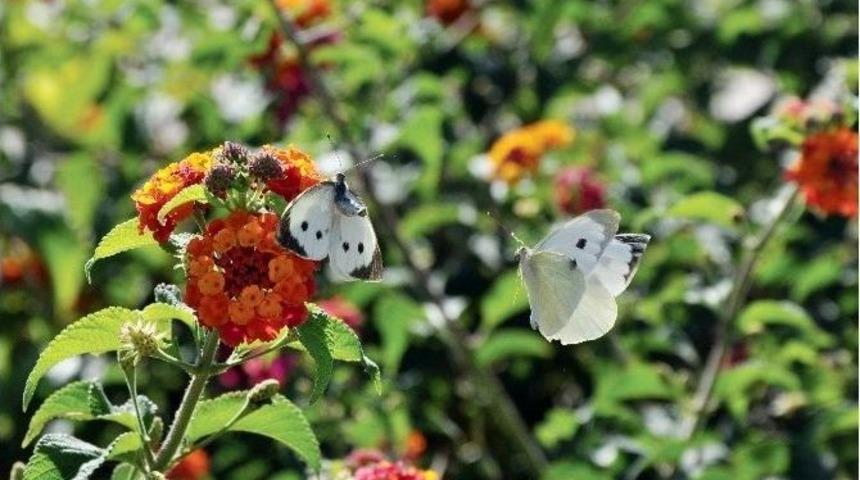 Kelebeklerin Aşk Dansı