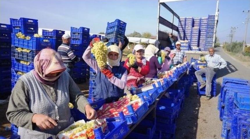 Sarıg&ouml;l Ovası 3 Bin 500 Kişinin Ekmek Kapısı Oldu