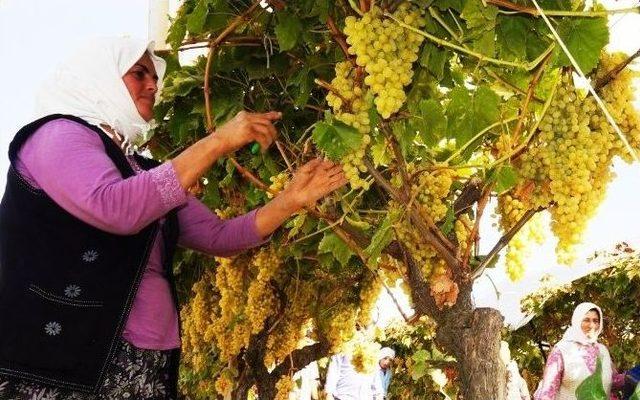 Sarıgöl Ovası 3 Bin 500 Kişinin Ekmek Kapısı Oldu