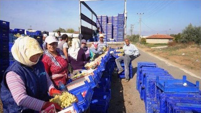 Sarıgöl Ovası 3 Bin 500 Kişinin Ekmek Kapısı Oldu