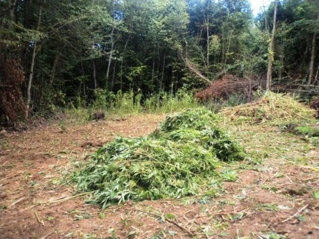 Bartın Jandarma, 1 Yılda 18 Narkotik Operasyon D&uuml;zenledi 1