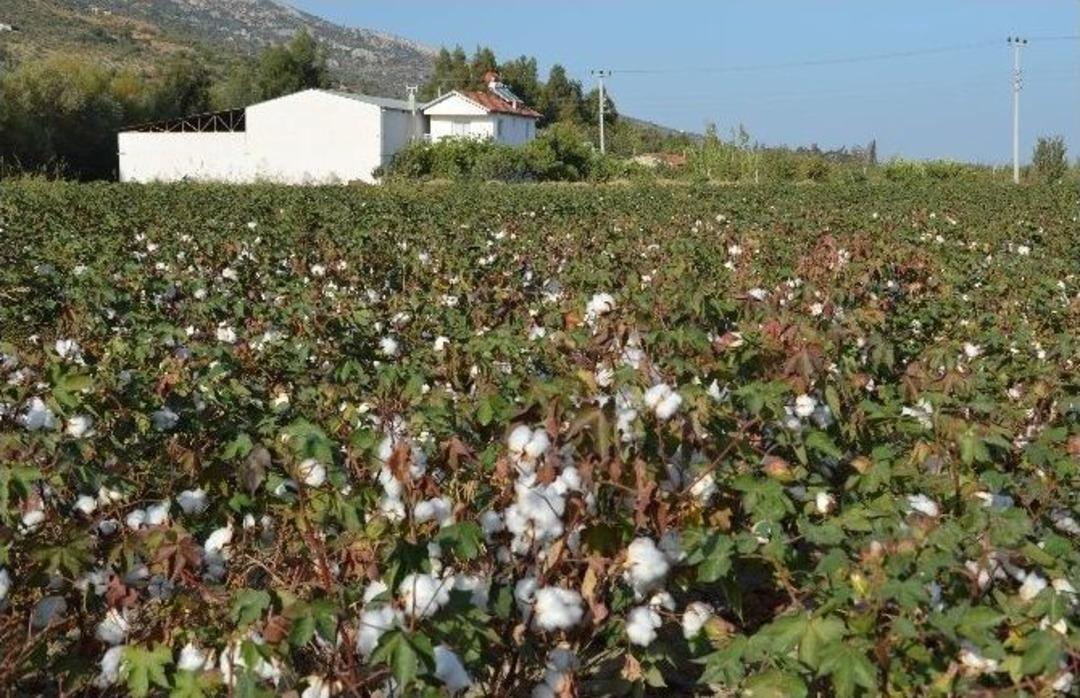 Masraflar Artınca &Uuml;retici Beyaz Altından Ka&ccedil;tı