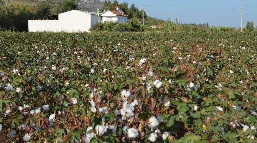 Pamuk Stokları Eritilecek