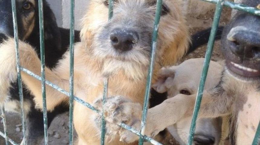 Bakıma Muhta&ccedil; Hayvanlara Yardım Eli