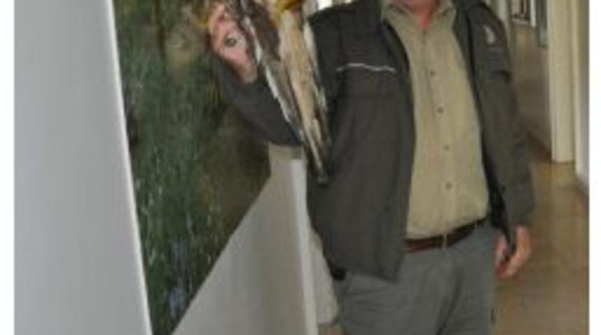 Yaralı Bulunan Şahin Tedavi İ&ccedil;in Bursa&rsquo;ya G&ouml;nderildi