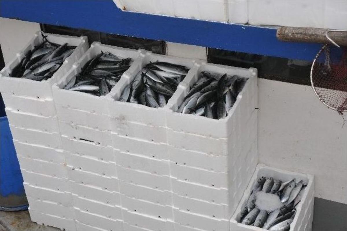 Karadeniz&rsquo;den Palamut Fışkırıyor