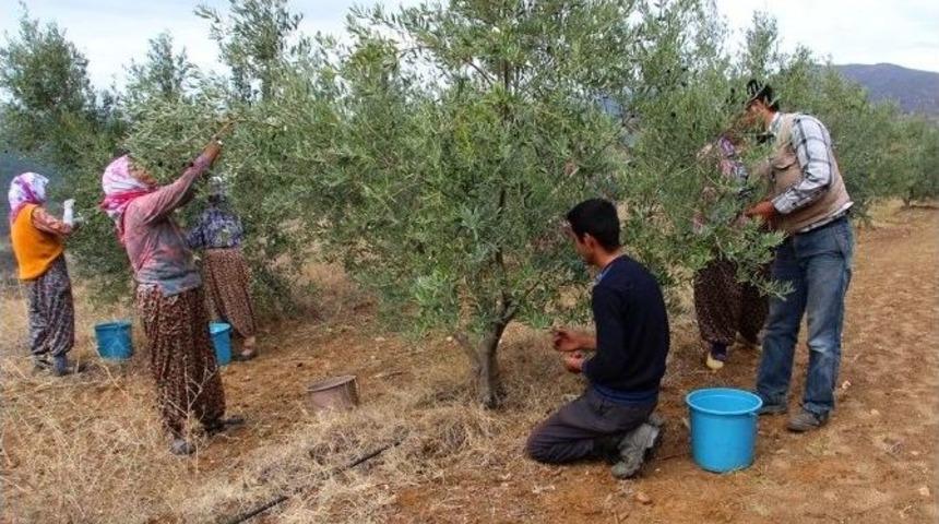&Ouml;demiş&rsquo;te Zeytin İ&ccedil;in Hasat Vakti