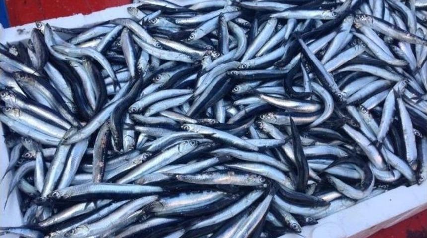 Vatandaş İstavrit, Mezgit Ve Hamsiyi Tercih Ediyor