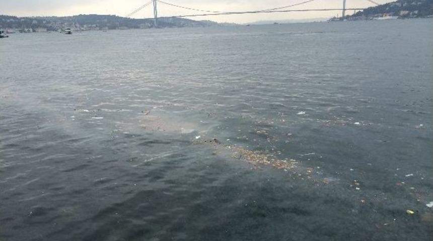 (&ouml;zel Haber) Denizanaları Boğazı İstila Etti