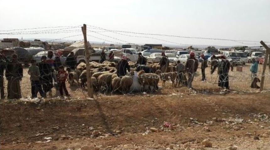 Sınırdaki Hayvanların Yemlenmesi S&uuml;r&uuml;yor